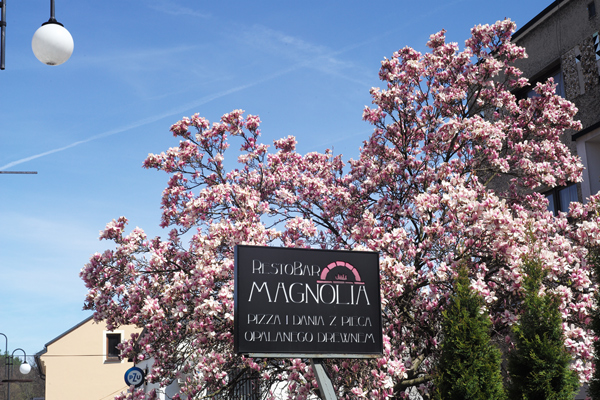 429 :: Magnolia